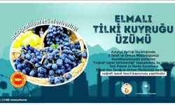 Elmalı Tilki Kuyruğu Üzümü İçin Coğrafi İşaret Başvurusu