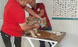 Afyonkarahisar’da evcil hayvan sahiplerine mikropiç uyarısı