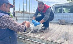 Isparta’da Evcil Hayvanlara Dijital Kimlik İçin Son Tarih