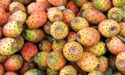 Antalya Dikenli İnciri İçin Coğrafi İşaret Başvurusu