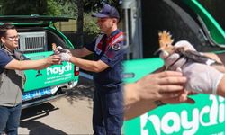 Yaralı İbibik Kuşu Koruma Ekiplerine Teslim Edildi