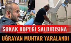 Sokak köpeği saldırısına uğrayan muhtar yaralandı