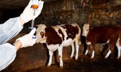 Denizli’de şap alarmı: Buldan’a hayvan girişi yasaklandı