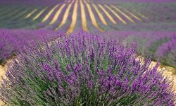 Antalya’da Tıbbi Aromatik Bitki Yetiştiriciliği Eğitimi