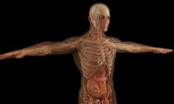 Uzman Açıkladı: Olmadan da Yaşayabileceğiniz 10 Organ