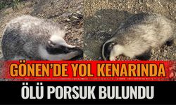 Gönen’de yol kenarında ölü porsuk bulundu