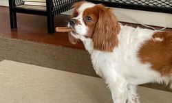 Işıkkent’te Kayıp Köpek Roxy İçin 5 Bin Lira Ödül