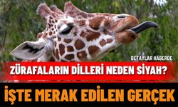 Zürafaların Dilleri Neden Siyah? İşte Merak Edilen Gerçek