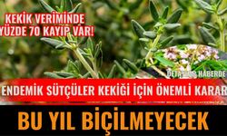 Endemik Sütçüler Kekiği İçin Önemli Karar; Bu Yıl Biçilmeyecek