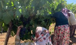 Isparta Yalvaç'ta Üzüm Hasadı Başladı