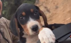 Sosyal medyayı salladı: Köpek sahibine kavuşturuldu mu?