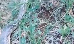 Aydoğmuş Köyünde Dev Yılan Paniğe Yol Açtı