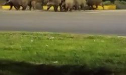Isparta’da domuzlar yolu kapattı