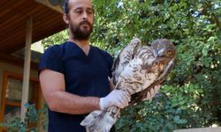 Tedavi Edilen Yılan Kartalı Doğaya Salındı