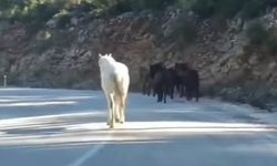 Yılkı Atları Köy Merkezine İndi