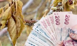 Don Zararı Gören Üreticilere 378 Milyon TL Destek Ödemesi