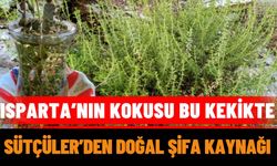 Isparta’nın kokusu bu kekikte: Sütçüler’den doğal şifa kaynağı