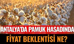 Antalya’da Pamuk Hasadında Fiyat Beklentisi Ne?