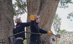 Isparta’da Tarihi Pelit Ağacı Koruma Altına Alındı