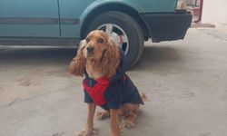 Kaybolan Köpek “Bonçuk” İçin Sahiplerinden Yardım Çağrısı