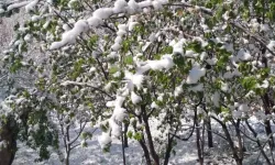 Çiftçiler dikkat: Destekleme ödemeleri aktarılıyor