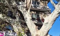 567 yıllık Doğu Çınarı koruma altına alındı