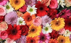 24 Kasım’da en çok tercih edilen çiçekler belli oldu