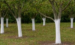 Isparta’da Meyve Ağaçları İçin Kireç Uygulaması Uyarısı