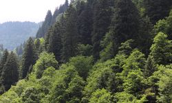 Afyon Tarım Orman’dan Yeşil Vatan Seferberliği Çağrısı