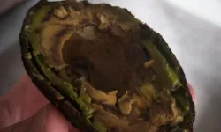 Isparta’da Müşteri Çürük Avokadoyla Karşılaştı