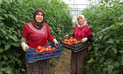 Isparta’da domates sezonu uzadı