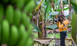 Gazipaşa’da avakado ve muz bahçelerinde görsel şölen