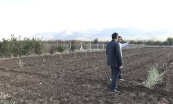 Gelendost’ta Kuraklığa Çözüm Olacak Tuz Çalısı Bahçesi