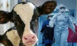 İlk Kez ‘Deli Dana’ Hastalığı Görüldü: Vatandaşlarda Endişe Oluşturdu