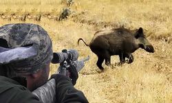 Isparta’da Kontrollü Sürek Avı Bugün Yapılacak