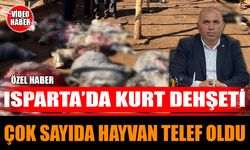 Isparta'da kurt dehşeti çok sayıda hayvan telef oldu