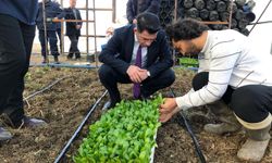 Kaymakam Aydın, Yılanlı Köyü’nde marul dikimine katıldı