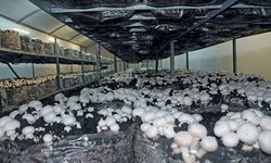 Senirkent’te mantar yetiştiriciliği kursu başlıyor