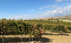 Kuyucak Köyü’nde üzüm hasadı tamamlandı