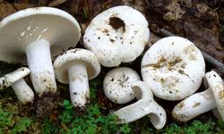 Sütçüler’de Mantar Hasadı Başladı