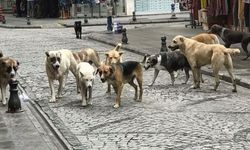 Şarkikaraağaç’ta Başıboş Köpek Bırakan Şahsa 86 Bin TL Ceza