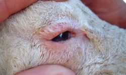 Şarkikaraağaç’ta Yeni Tip Şap Hastalığı Küçükbaş Hayvanlara Sıçradı