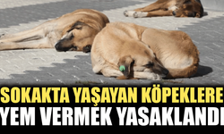 SOKAK KÖPEKLERİNİ BESLEYENE PARA CEZASI GELİYOR!
