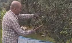 Sütçüler Şehler Köyü’nde Zeytin Hasadı Başladı