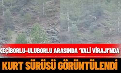 Keçiborlu–Uluborlu arasında ‘Vali Virajı’nda kurt sürüsü görüntülendi!