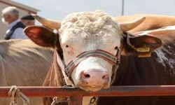 Burdur'da İzinsiz Hayvan Taşımacılığı Pahalıya Patladı