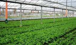 Denizli’de kırsal kalkınmaya yönelik 3 yatırıma 19,6 milyon TL destek ödemesi yapılacak