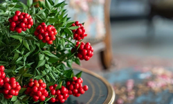 Kokina suya konur mu? Herkesin merak ettiği yılbaşı çiçeği hakkında doğru bilinen yanlışlar!