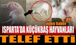 Isparta'da kurt küçükbaş hayvanları telef etti (video haber)