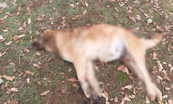 Yalvaç’ta Köpeklerin Gizemli Ölümü